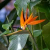 Orange Bird of Paradise Plants Set – Live Houseplant with Orange Flowers