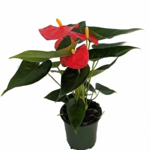 Orange Champion Anthurium Plant 4 Inch Pot Easy Care Vibrant Color