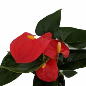 Orange Champion Anthurium Plant 4 Inch Pot Easy Care Vibrant Color