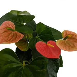 Orange Champion Anthurium Plant 4 Inch Pot Easy Care Vibrant Color