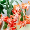 Orange Christmas Cactus Plant - 4 Inch Potted Holiday Cactus