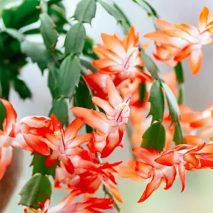 Orange Christmas Cactus Plant - 4 Inch Potted Holiday Cactus