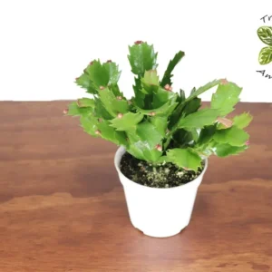 Orange Christmas Cactus Plant - 4 Inch Potted Holiday Cactus
