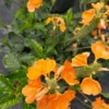 Orange Crossandra Live Plants 7-10" Tall, 2 Plugs Per Order, Tropical Flowering Plants