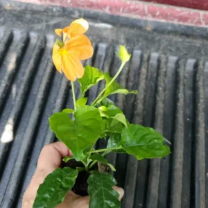 Orange Crossandra Live Plants 7-10