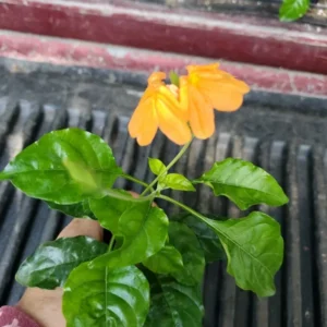 Orange Crossandra Live Plants 7-10