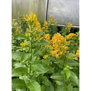 Orange Jasmine Live Plan Fragrant Flowering Jasmine