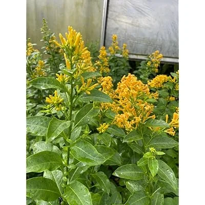 Orange Jasmine Live Plan Fragrant Flowering Jasmine