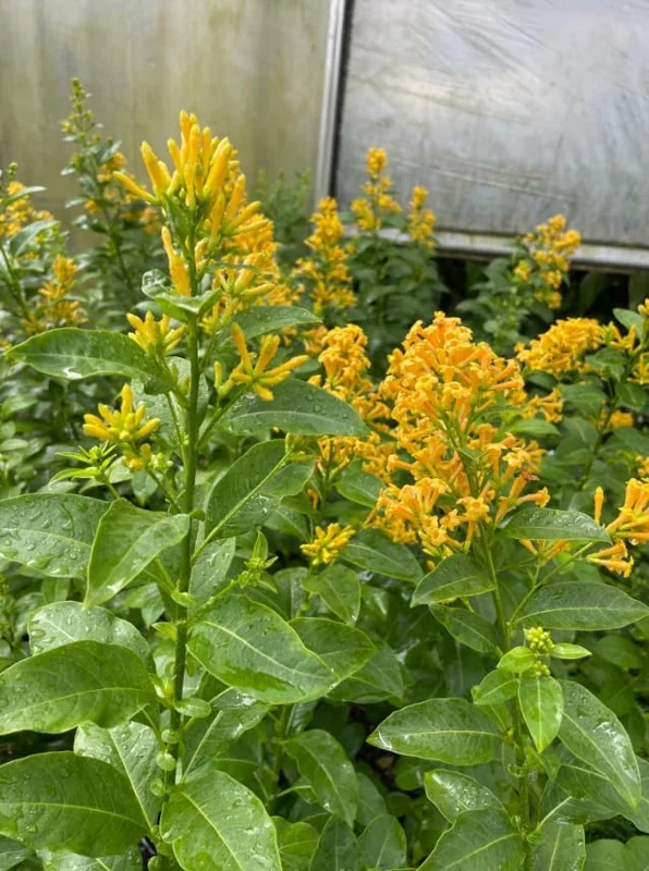 Orange Jasmine Live Plants - Fragrant Jasmine Flowers -Orange Zest Peel Jasmine