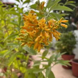 Orange Jasmine Live Plants - Fragrant Jasmine Flowers -Orange Zest Peel Jasmine