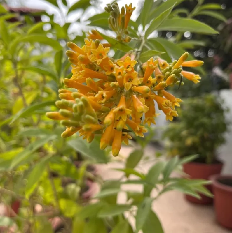 Orange Jasmine Live Plants - Fragrant Jasmine Flowers -Orange Zest Peel Jasmine