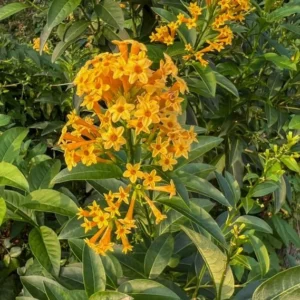 Orange Jasmine Live Plants - Fragrant Jasmine Flowers -Orange Zest Peel Jasmine