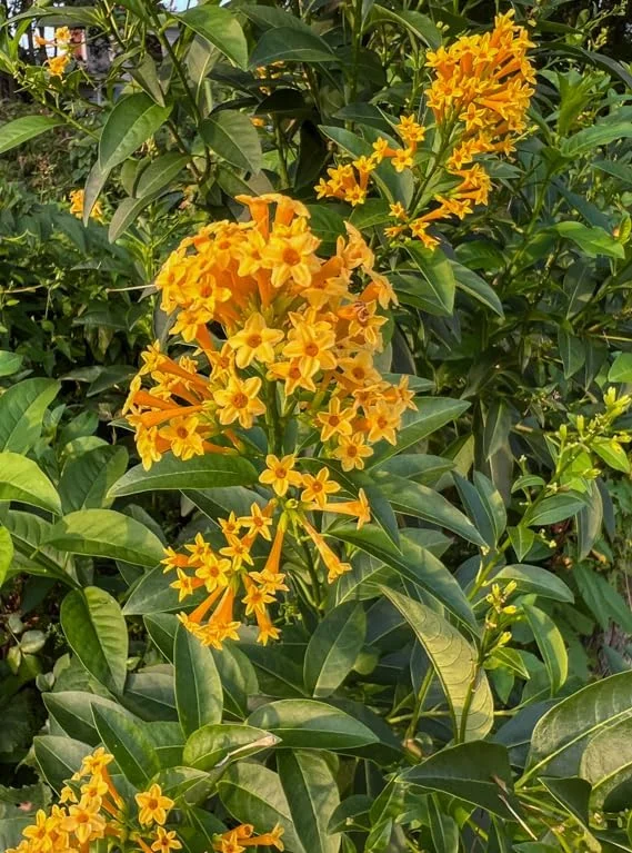 Orange Jasmine Live Plants - Fragrant Jasmine Flowers -Orange Zest Peel Jasmine
