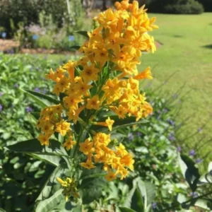 Orange Jasmine Live Plants - Fragrant Jasmine Flowers -Orange Zest Peel Jasmine
