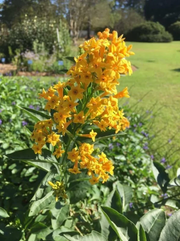 Orange Jasmine Live Plants - Fragrant Jasmine Flowers -Orange Zest Peel Jasmine
