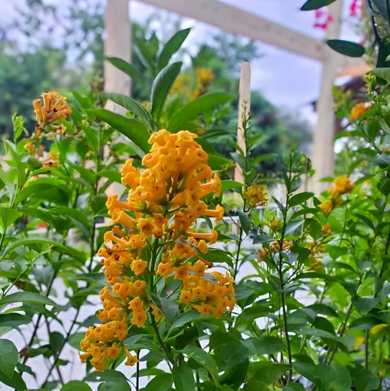 Orange Jasmine Live Plants - Fragrant Jasmine Flowers -Orange Zest Peel Jasmine