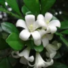 Orange Jasmine Plant - Sweet Jessamine Shrub - 10-16 Inch - Gallon Pot
