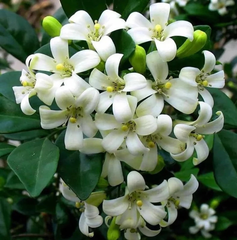 Orange Jasmine Plant - Sweet Jessamine Shrub - 10-16 Inch - Gallon Pot