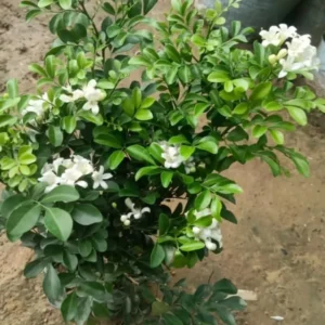 Orange Jasmine Plant - Sweet Jessamine Shrub - 10-16 Inch - Gallon Pot