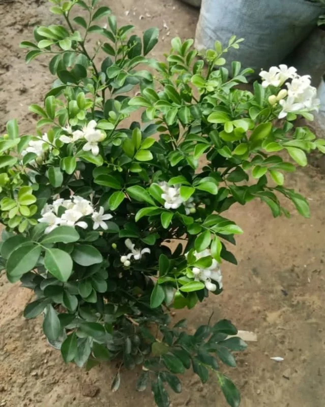 Orange Jasmine Plant - Sweet Jessamine Shrub - 10-16 Inch - Gallon Pot