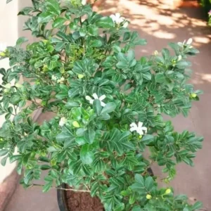 Orange Jasmine Plant - Sweet Jessamine Shrub - 10-16 Inch - Gallon Pot