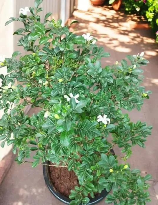 Orange Jasmine Plant - Sweet Jessamine Shrub - 10-16 Inch - Gallon Pot