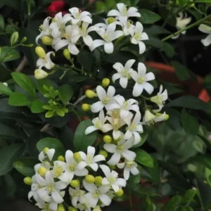 Orange Jasmine Plant - Sweet Jessamine Shrub - 10-16 Inch - Gallon Pot