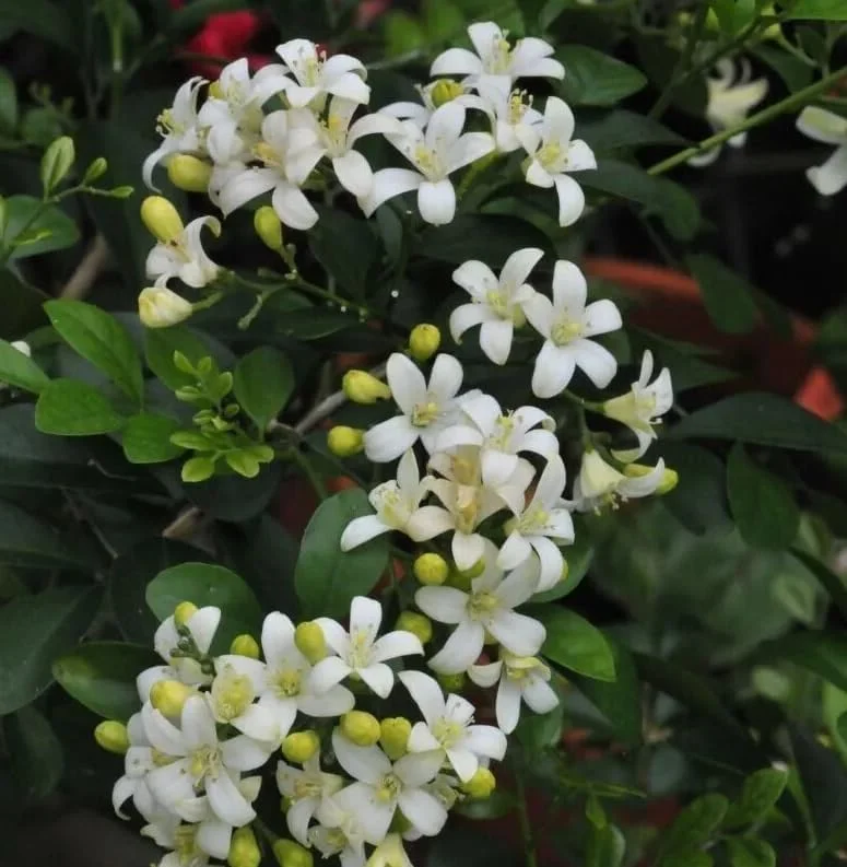 Orange Jasmine Plant - Sweet Jessamine Shrub - 10-16 Inch - Gallon Pot