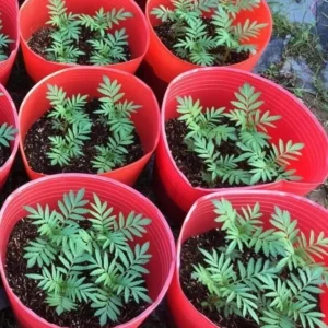 Orange Marigold Live Plants - 2 Pack - 4 Inch Pot - Vibrant Blooms