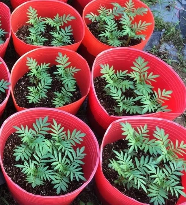 Orange Marigold Live Plants - 2 Pack - 4 Inch Pot - Vibrant Blooms