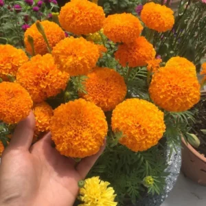 Orange Marigold Live Plants - 2 Pack - 4 Inch Pot - Vibrant Blooms