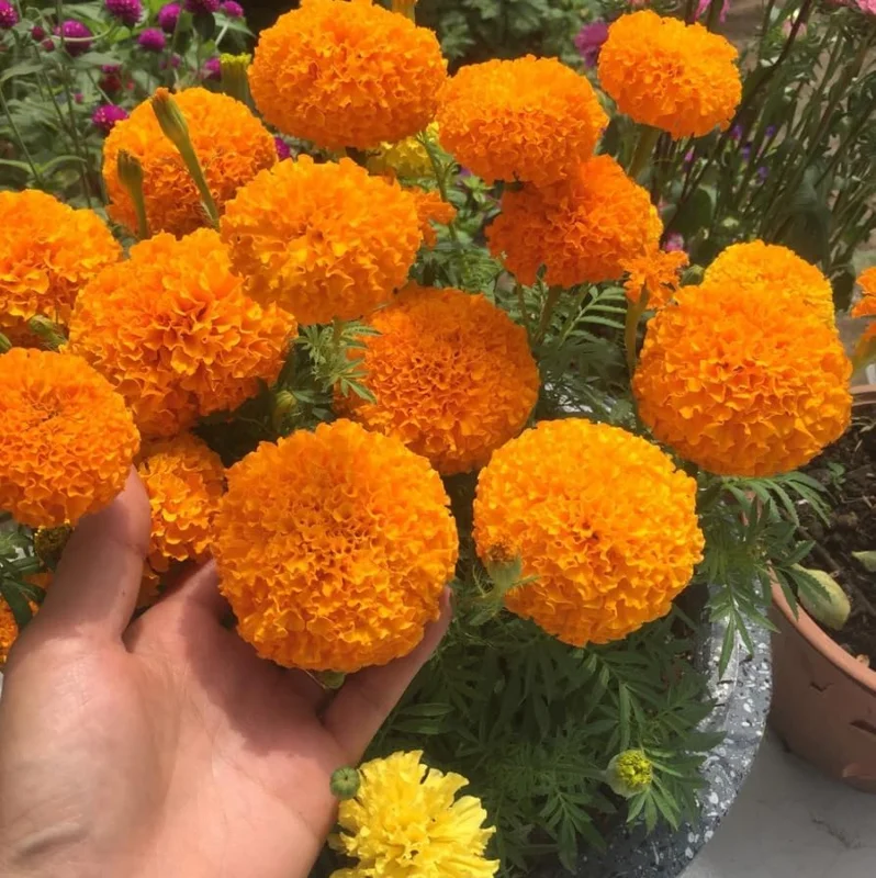 Orange Marigold Live Plants - 2 Pack - 4 Inch Pot - Vibrant Blooms