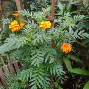 Orange Marigold Live Plants - 2 Pack - 4 Inch Pot - Vibrant Blooms