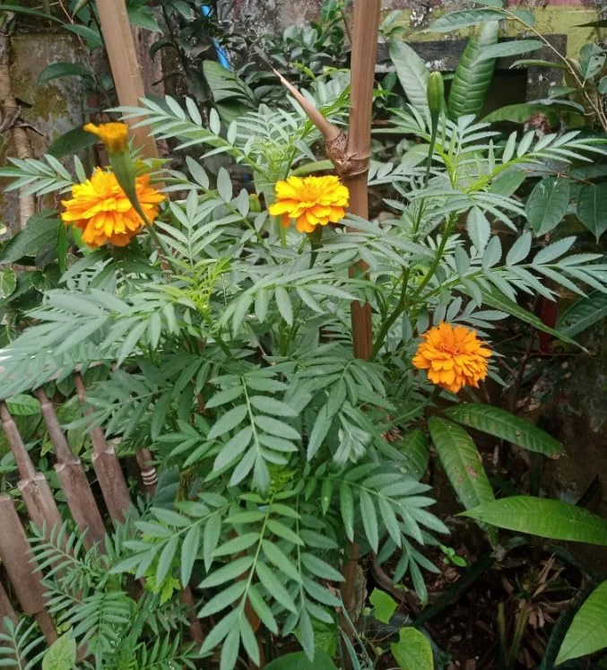 Orange Marigold Live Plants - 2 Pack - 4 Inch Pot - Vibrant Blooms