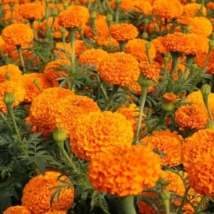 Orange Marigold Live Plants - 2 Pack - 4 Inch Pot - Vibrant Blooms