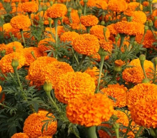 Orange Marigold Live Plants - 2 Pack - 4 Inch Pot - Vibrant Blooms