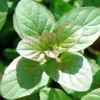 Orange Mint Herb Plant - 6" Height, 4" Pot, Fragrant & Fresh