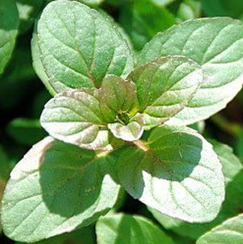 Orange Mint Herb Plant - 6" Height, 4" Pot, Fragrant & Fresh