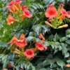 Orange Trumpet Vine 2 Bare-roots 6-12 Inch Tall | Climbing Flowering Vine, Hummingbird Plant