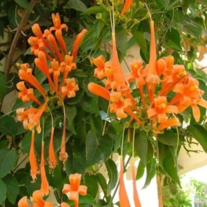 Orange Trumpet Vine 2 Bare-roots 6-12 Inch Tall | Climbing Flowering Vine, Hummingbird Plant
