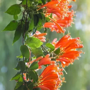Orange Trumpet Vine 2 Bare-roots 6-12 Inch Tall | Climbing Flowering Vine, Hummingbird Plant