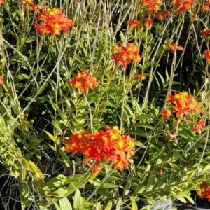 Orange Yellow Epidendrum Orchid Cutting, 5 to 7 Inches Tall, Aerial Roots