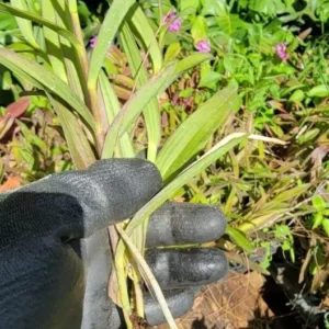 Orange Yellow Epidendrum Orchid Cutting, 5 to 7 Inches Tall, Aerial Roots