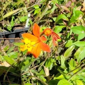 Orange Yellow Epidendrum Orchid Cutting, 5 to 7 Inches Tall, Aerial Roots