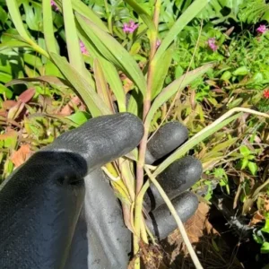 Orange Yellow Epidendrum Orchid Cutting, 5 to 7 Inches Tall, Aerial Roots