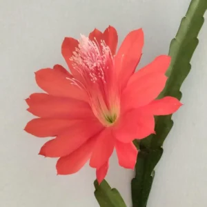 Orchid Cactus - 12" Long - 4.5" Pot - Red - Easy-Care Plant