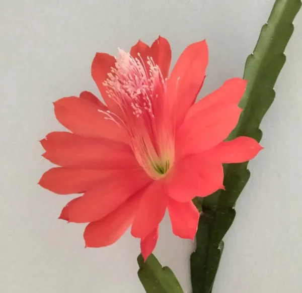 Orchid Cactus - 12" Long - 4.5" Pot - Red - Easy-Care Plant