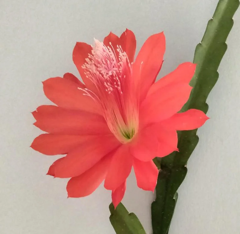 Orchid Cactus - 12" Long - 4.5" Pot - Red - Easy-Care Plant
