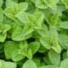 Oregano Herb Plant - 5" Height - Aromatic Perennial for Gardens