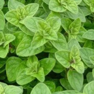 Oregano Herb Plant - 5" Height - Aromatic Perennial for Gardens